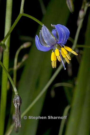 dianella tasmanica 2 graphic